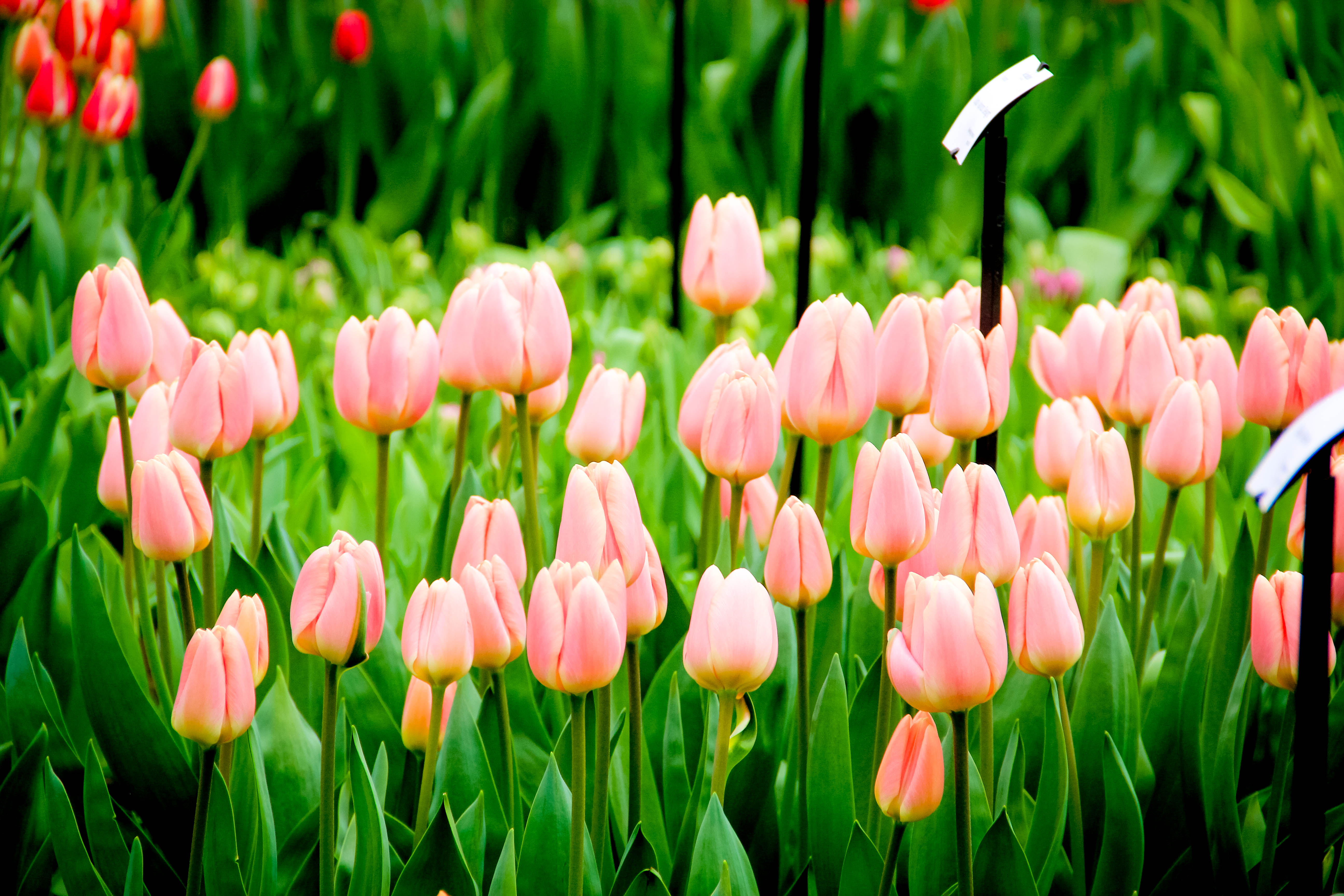 Mat Bunga  Collection tulip  ruvsun